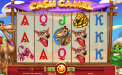 Cash Camel
